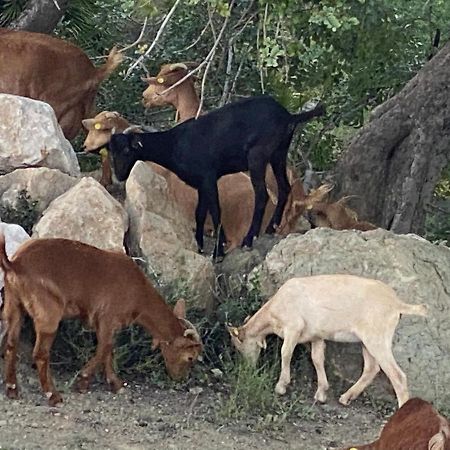 Cortijo Las Palmeras El Chorro Эль-Чорро Экстерьер фото
